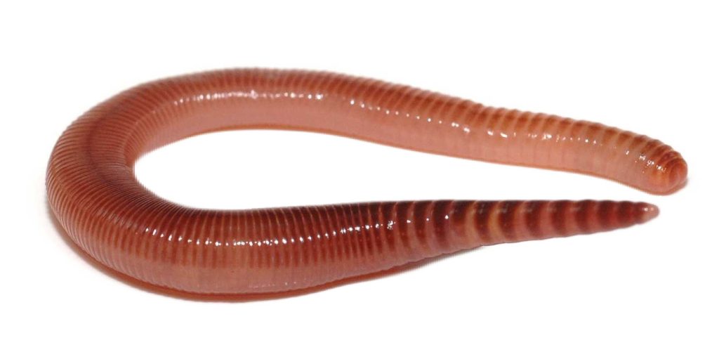 Best Fishing Bait Chicago